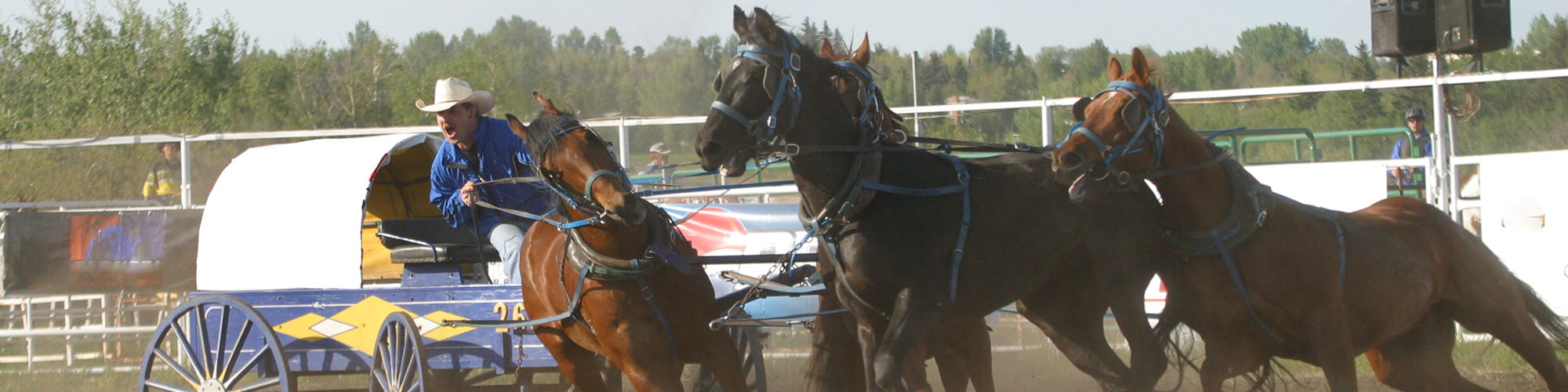 chuckwagon racing team