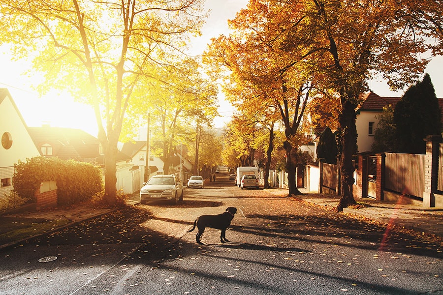 dog on a sunny street